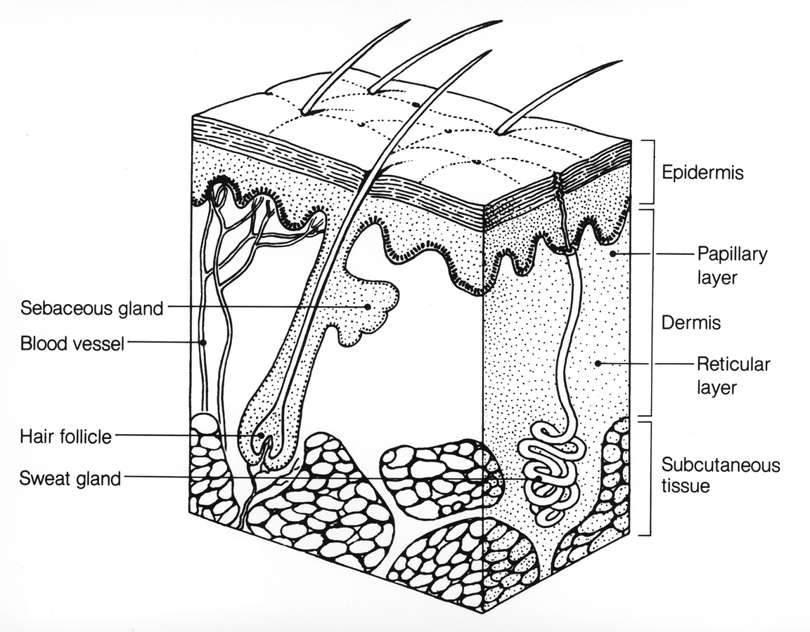 Cross-section diagram of skin showing epidermis, dermis and subcutaneous fat