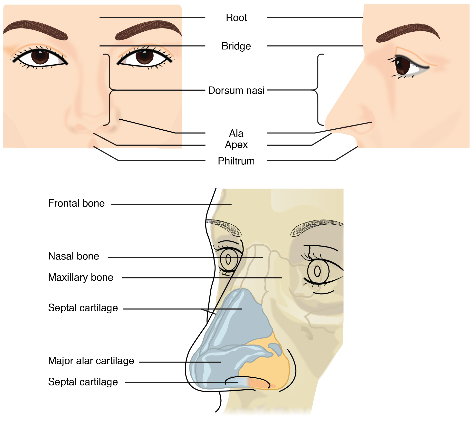 Anatomical diagram of the external nose and the bone and cartilage framework beneath it