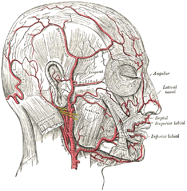 Anatomical diagram of the arteries of the face: angular, lateral nasal, labial and facial arteries