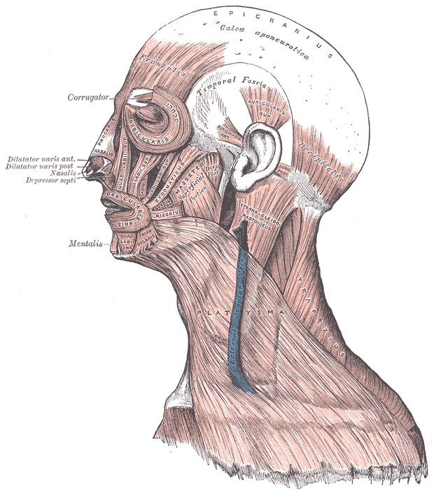 Anatomical diagram of the facial muscles: masseter, corrugator, orbicularis, frontalis, platysma