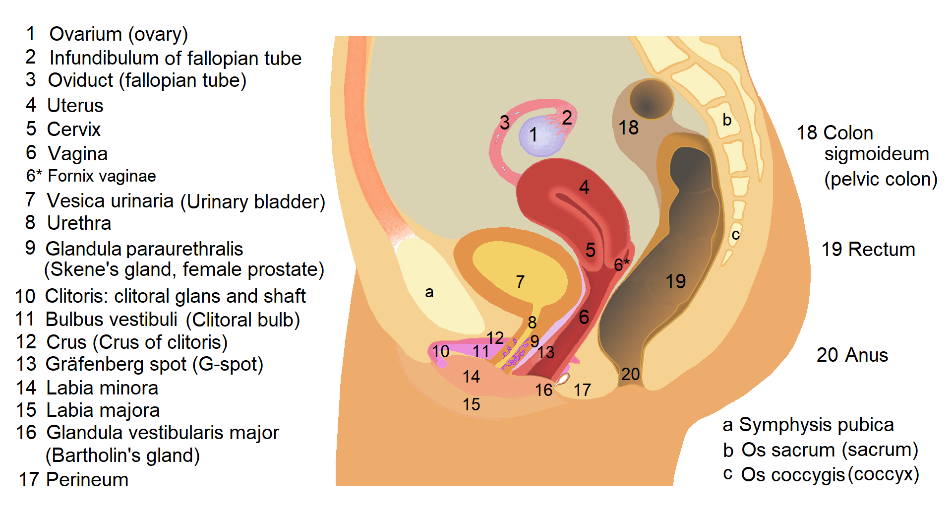 Side-view anatomical diagram of the female pelvis showing uterus, ovary, bladder and vagina