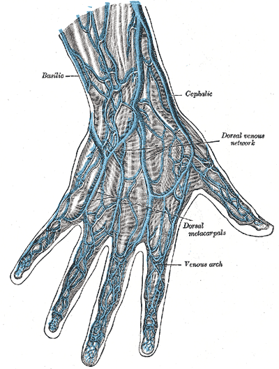 Labelled anatomical diagram of the venous network on the back of the hand