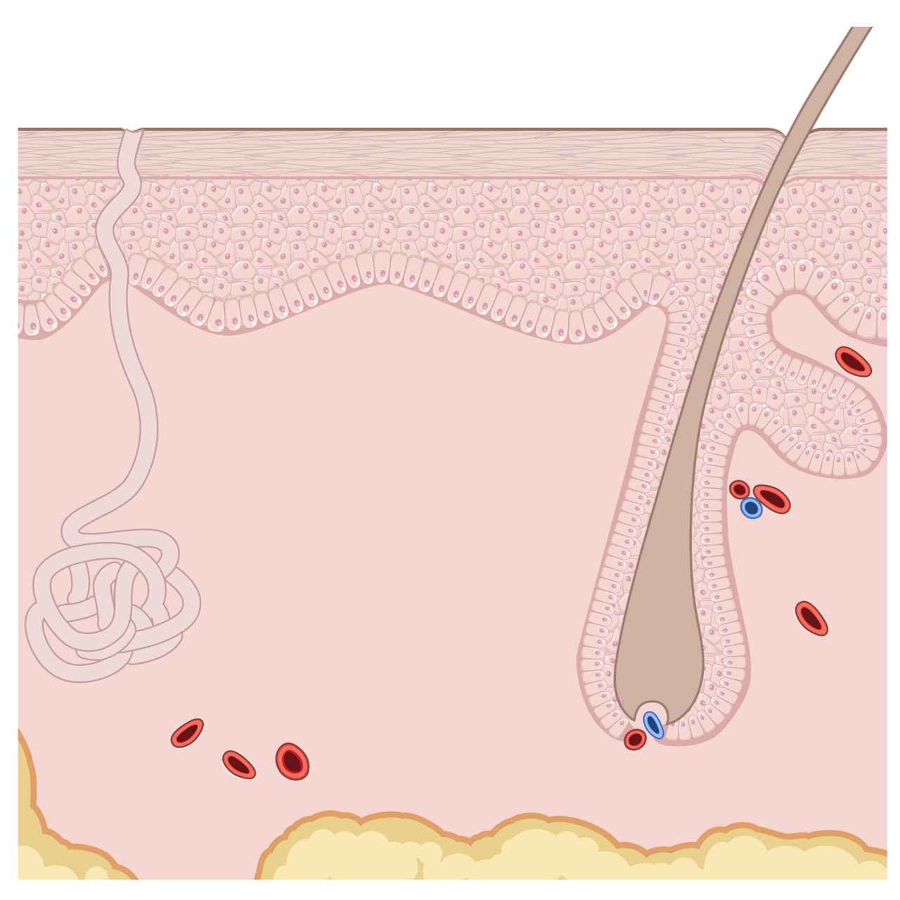 Cross-section diagram of the skin showing the dermis with small vessels above a layer of subcutaneous fat
