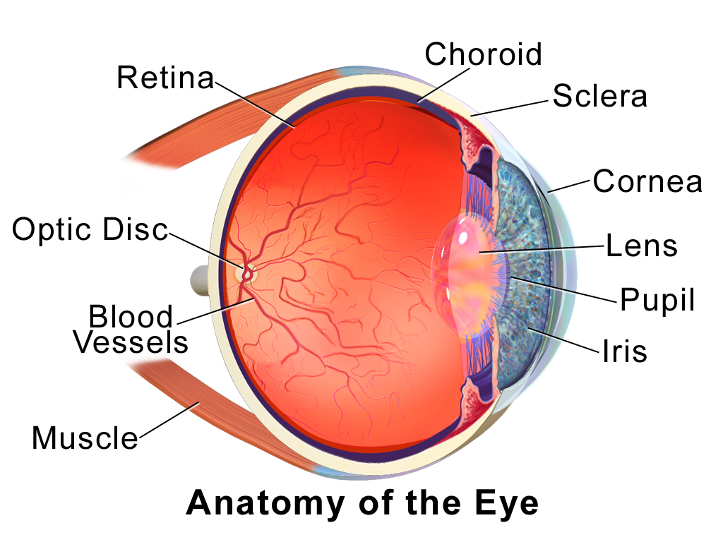 Labelled cross-section of the human eye showing cornea, lens and retina