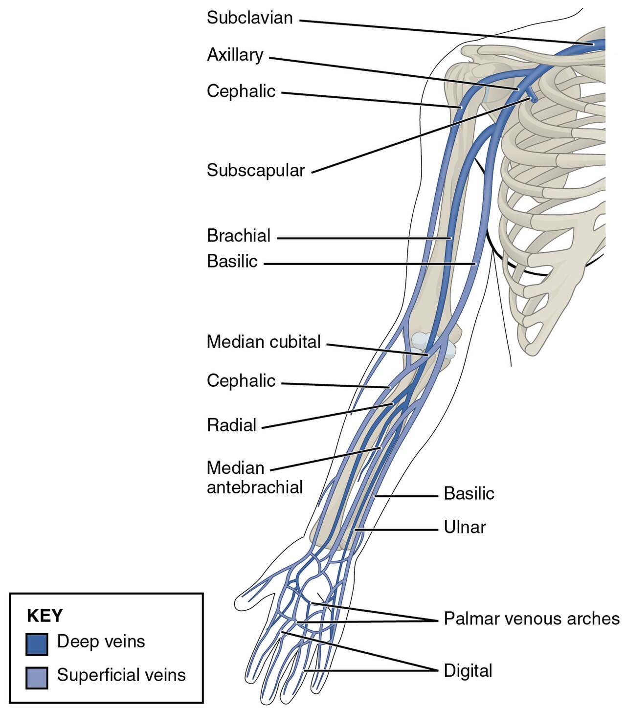Labelled anatomical diagram of the superficial and deep veins of the arm and hand