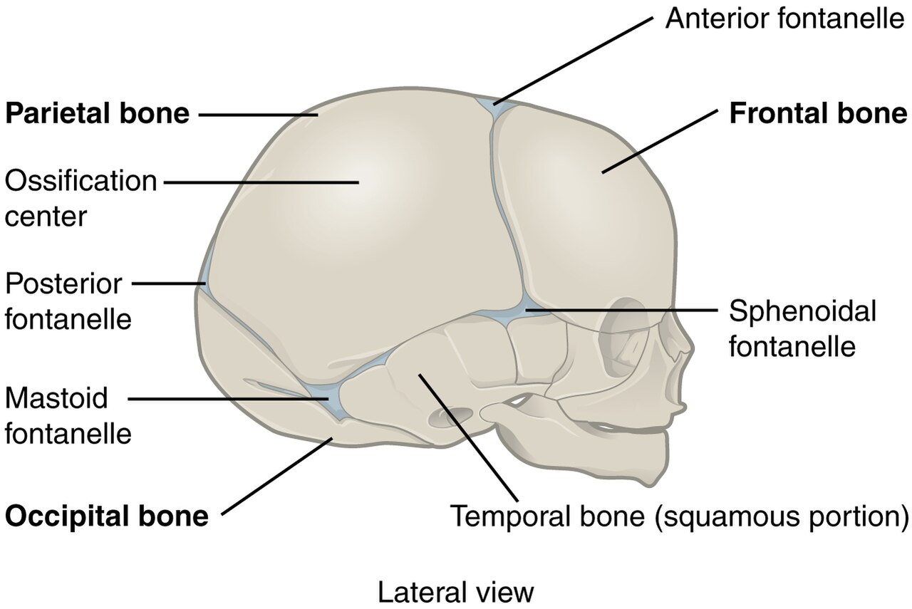Side view of a newborn skull showing the soft gaps between the bones, the fontanelles