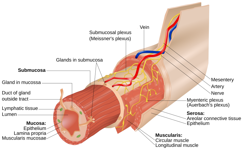 Diagram of the layers of the bowel wall, from the inner mucosa to the outer serosa
