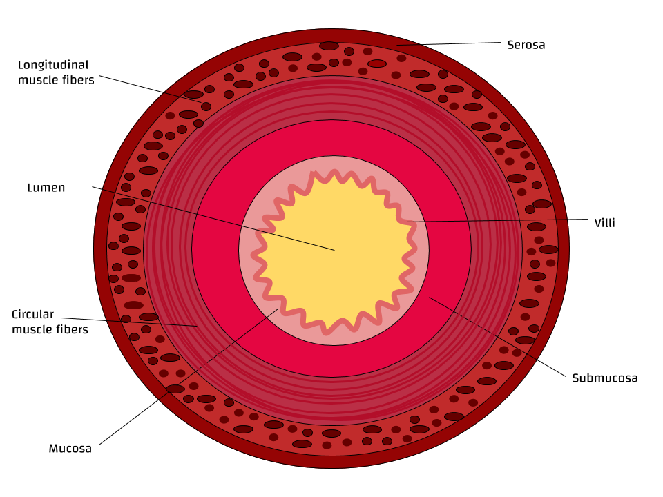 Cross-section of the small intestine showing the wall as a ring around the central lumen