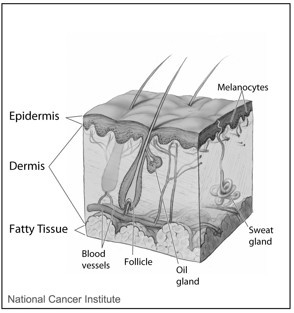 Diagram of skin layers: epidermis, dermis and fatty tissue with follicle, glands and vessels