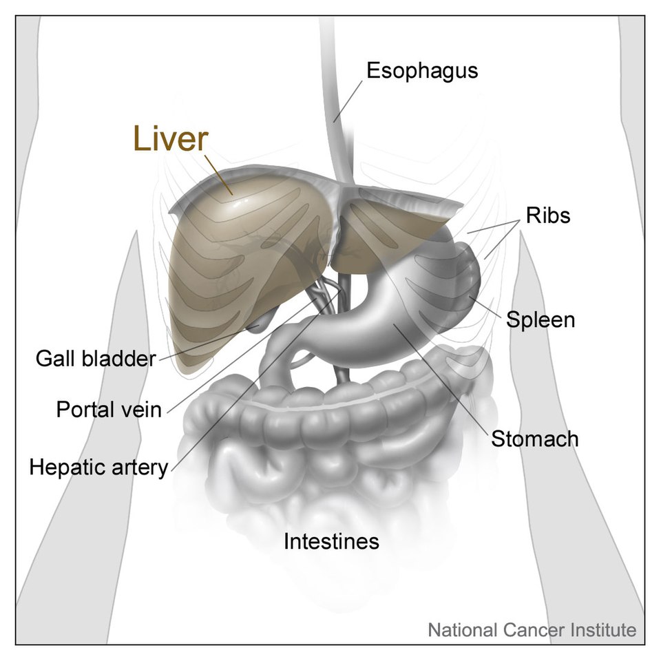 Illustration of the upper abdomen organs: liver, gallbladder, spleen and stomach